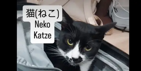 Die Katze ist im Koffer vs die Katze befindet sich im Koffer. Mehr Japanisch für Anfänger unter www.japanischlernen.at/starter-japanisch