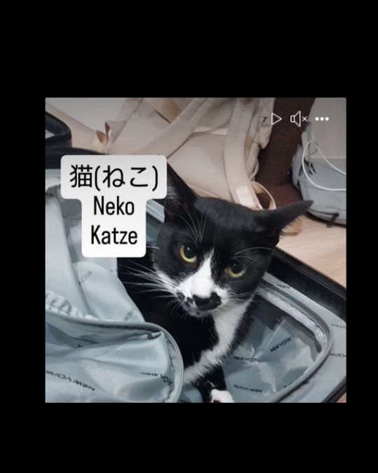 Die Katze ist im Koffer vs die Katze befindet sich im Koffer.
Mehr Japanisch für Anfänger unter www.japanischlernen.at/starter-japanisch