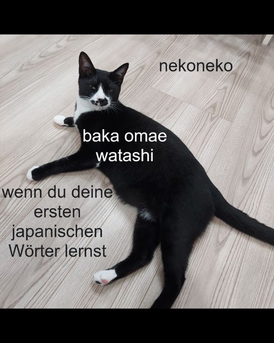 Heute spricht einmal der Kater von Manuela-sensei zu uns.