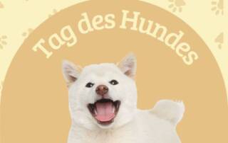 Der 1. November gilt als Tag des Hundes in Japan, was auf die Lesung des Datums zurückgeht. Was hat nun das Datum 1.11. mit Hunden zu tun?