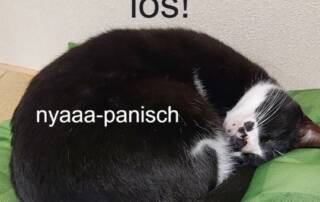 Lass uns ab morgen deine Japanischlern-Fragezeichen in Aha-Erlebnisse umwandeln! Mit der Erfahrung von gleich mehreren erfahrenen Japanischlehrerinnen, die dir genau die Antworten, Erklärungen und Übungen geben, die dich weiterbringen!