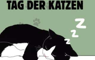 Am 22.2. wird in Japan der Tag der Katzen –oder auf Japanisch der 猫の日(ねこのひ) gefeiert.