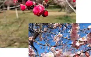 Pflaumenbäume blühen früher als Kirschblütenbäume und die Blüten sind einfacher gehalten, was dem traditionellen japanischen Empfinden näher kommt als die fast schon rüschig aussehenden Sakura 桜 (Baum 木 Frau 女 Katakana tsu ツ) mit ihren Einkerbungen.