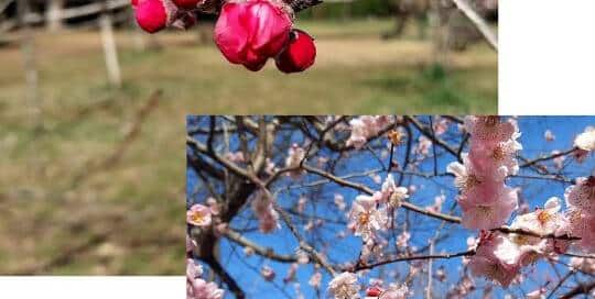 Pflaumenbäume blühen früher als Kirschblütenbäume und die Blüten sind einfacher gehalten, was dem traditionellen japanischen Empfinden näher kommt als die fast schon rüschig aussehenden Sakura 桜 (Baum 木 Frau 女 Katakana tsu ツ) mit ihren Einkerbungen.
