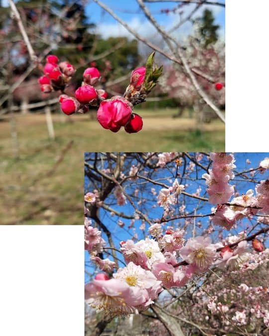 Pflaumenbäume blühen früher als Kirschblütenbäume und die Blüten sind einfacher gehalten, was dem traditionellen japanischen Empfinden näher kommt als die fast schon rüschig aussehenden Sakura 桜 (Baum 木 Frau 女 Katakana tsu ツ)
mit ihren Einkerbungen.