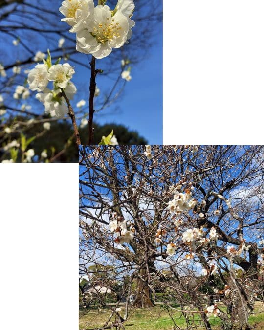 Pflaumenbäume blühen früher als Kirschblütenbäume und die Blüten sind einfacher gehalten, was dem traditionellen japanischen Empfinden näher kommt als die fast schon rüschig aussehenden Sakura 桜 (Baum 木 Frau 女 Katakana tsu ツ)
mit ihren Einkerbungen.