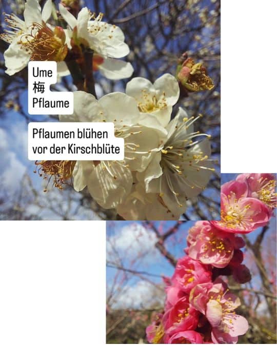 Pflaumenbäume blühen früher als Kirschblütenbäume und die Blüten sind einfacher gehalten, was dem traditionellen japanischen Empfinden näher kommt als die fast schon rüschig aussehenden Sakura 桜 (Baum 木 Frau 女 Katakana tsu ツ)
mit ihren Einkerbungen.