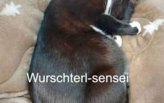 Wenn du einen live online Japanischkurs (1. Livetermin der Hiragana-Katakana-Challenge) hast und das Wurschterl miaut.