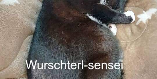 Wenn du einen live online Japanischkurs (1. Livetermin der Hiragana-Katakana-Challenge) hast und das Wurschterl miaut.