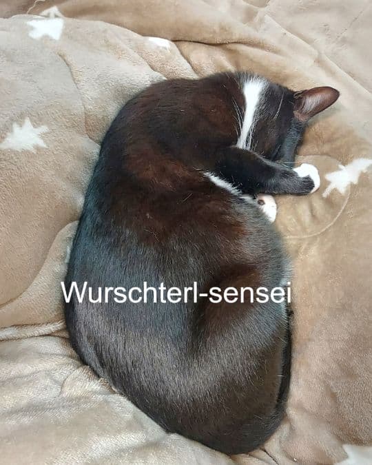 Wenn du einen live online Japanischkurs (1. Livetermin der Hiragana-Katakana-Challenge) hast und das Wurschterl miaut.