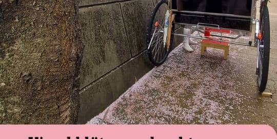 Kirschblütenverdreckte Straßen als Wirtschaftsmotor - wie die japanische Regierung künftig die Wirtschaft ankurbeln will