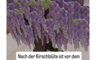 Die Kirschblüte kennt jeder, aber kennst du auch den wunderschönen Blauregen/Wisteria/Fujiblume? Gibt's in weiß, rosa, violett, blau und grünlich.