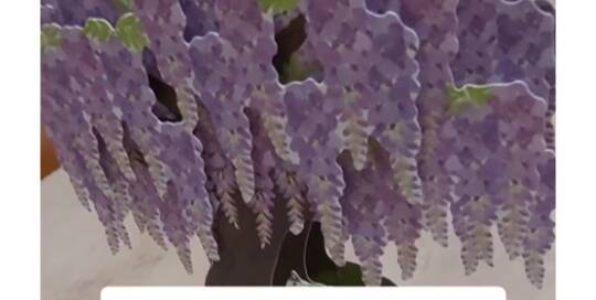 Die Kirschblüte kennt jeder, aber kennst du auch den wunderschönen Blauregen/Wisteria/Fujiblume? Gibt's in weiß, rosa, violett, blau und grünlich.
