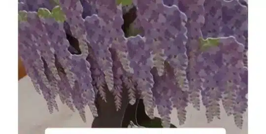 Die Kirschblüte kennt jeder, aber kennst du auch den wunderschönen Blauregen/Wisteria/Fujiblume? Gibt's in weiß, rosa, violett, blau und grünlich.