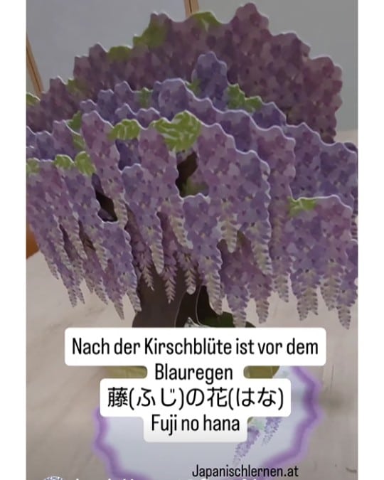 Die Kirschblüte kennt jeder, aber kennst du auch den wunderschönen Blauregen/Wisteria/Fujiblume? Gibt's in weiß, rosa, violett, blau und grünlich.